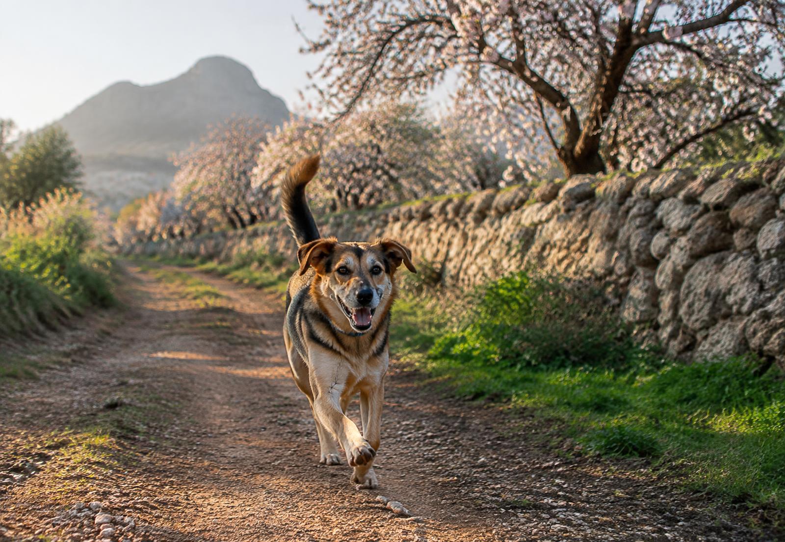 Hund auf einem Feldweg zwischen Mandelbäumen